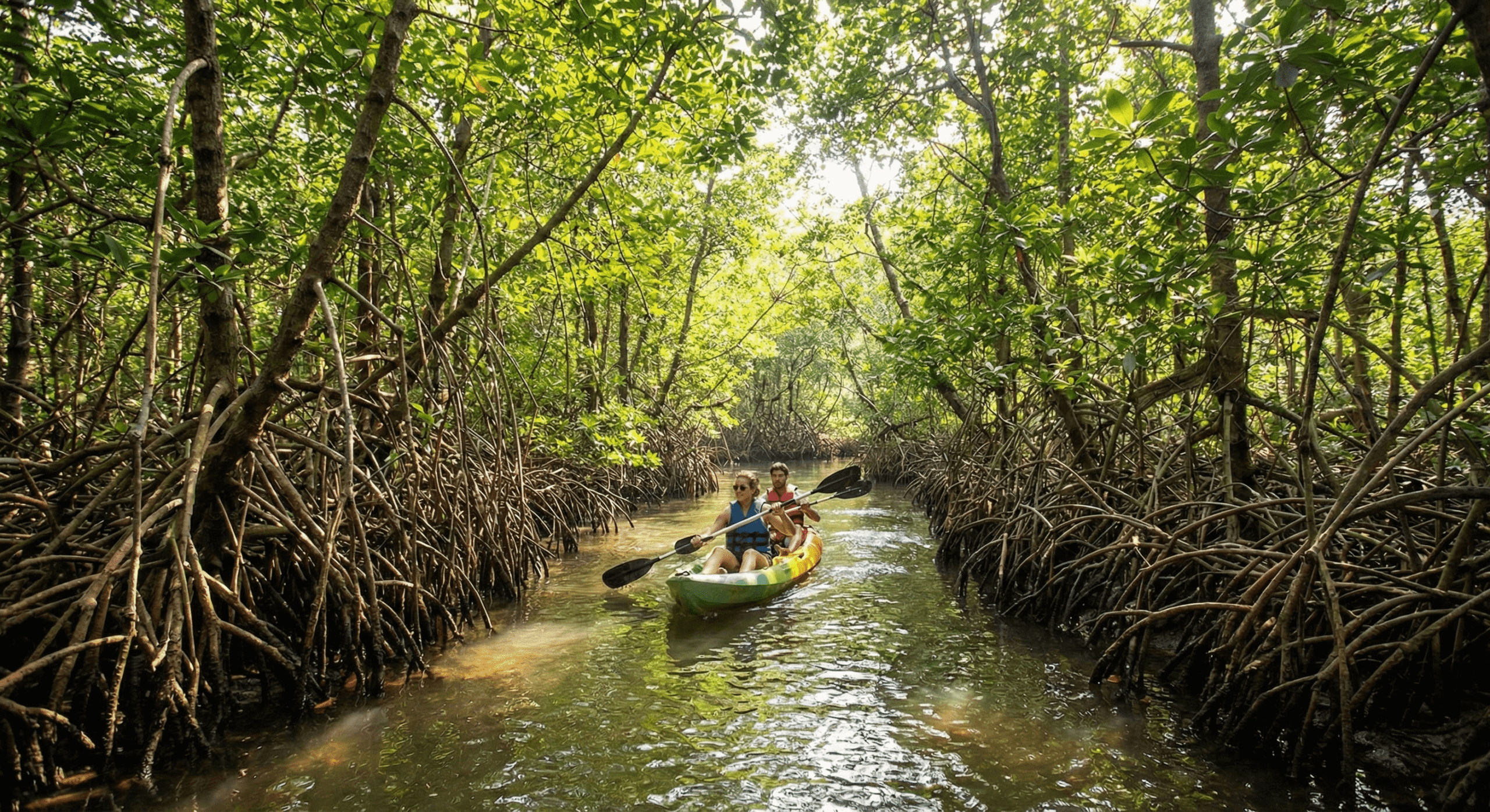 Mangrove Forest Kayaking in Varkala